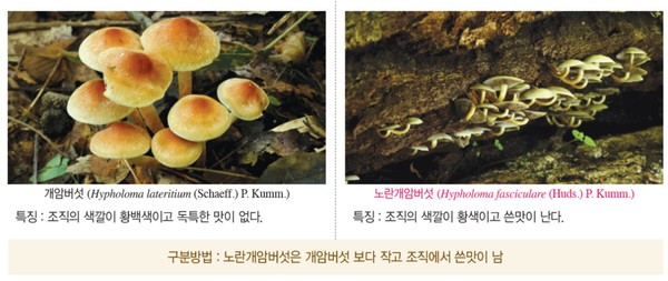 ▲국립수목원, '치명적인 유혹, 독버섯의 세계' 특별전시회 개최 _개암버섯-노란개암버섯
