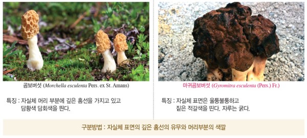 ▲국립수목원, '치명적인 유혹, 독버섯의 세계' 특별전시회 개최 _곰보버섯-마귀곰보버섯