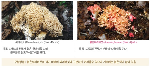 ▲국립수목원, '치명적인 유혹, 독버섯의 세계' 특별전시회 개최 _싸리버섯-붉은싸리버섯